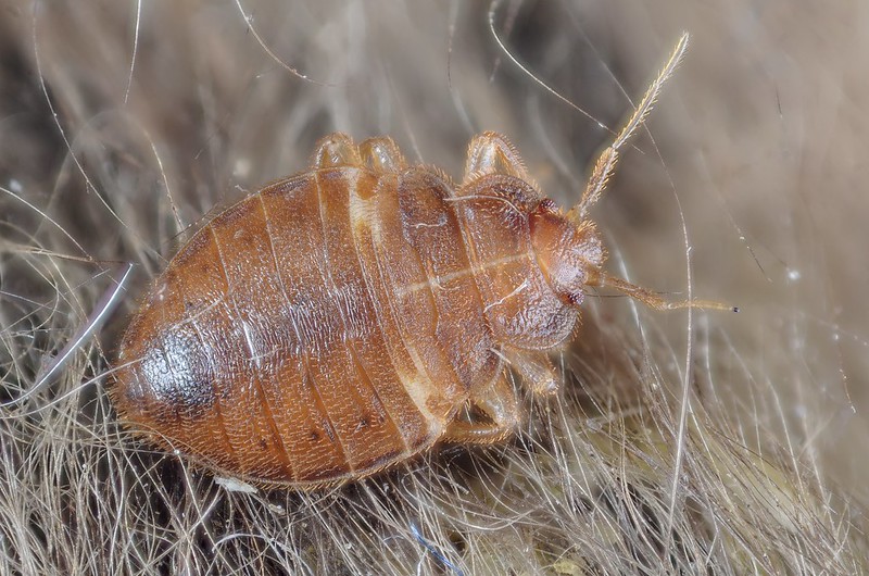 How do you get Bed Bugs? photo