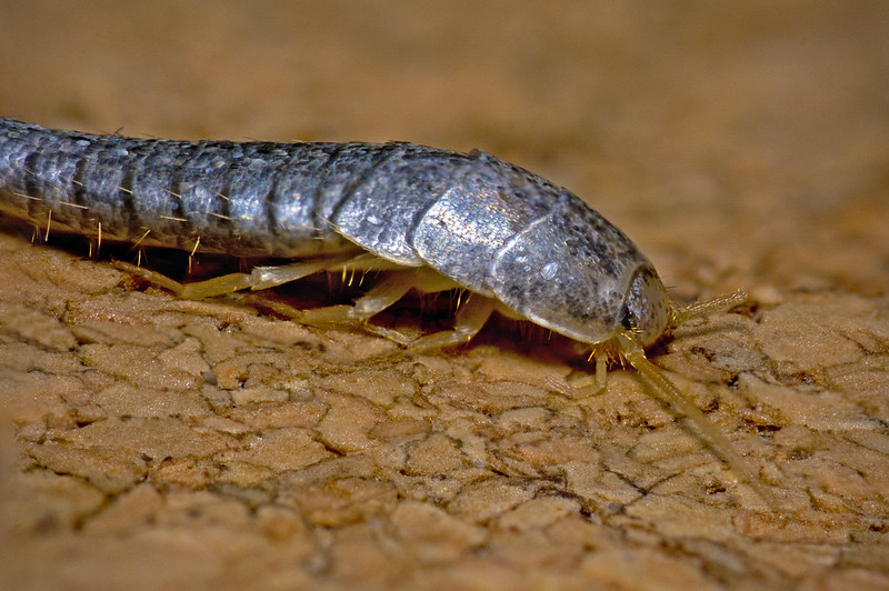 How to get rid of Silverfish photo