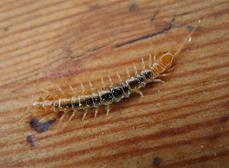 How to identify Centipedes photo