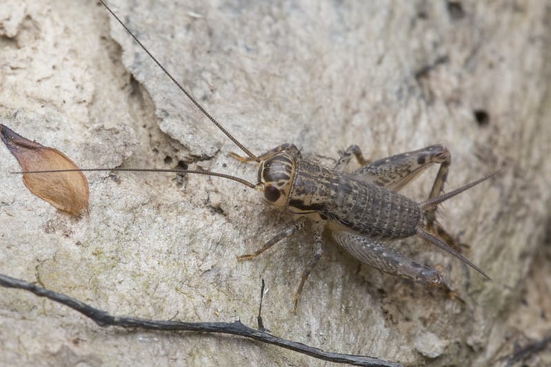 Why do Crickets chirp? photo