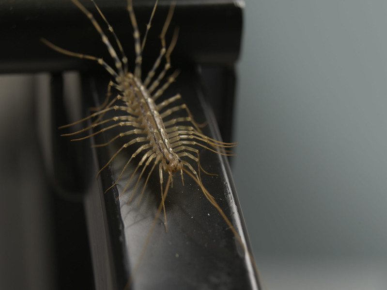 Are Centipedes dangerous? photo