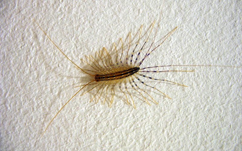 Where do Centipedes come from? photo