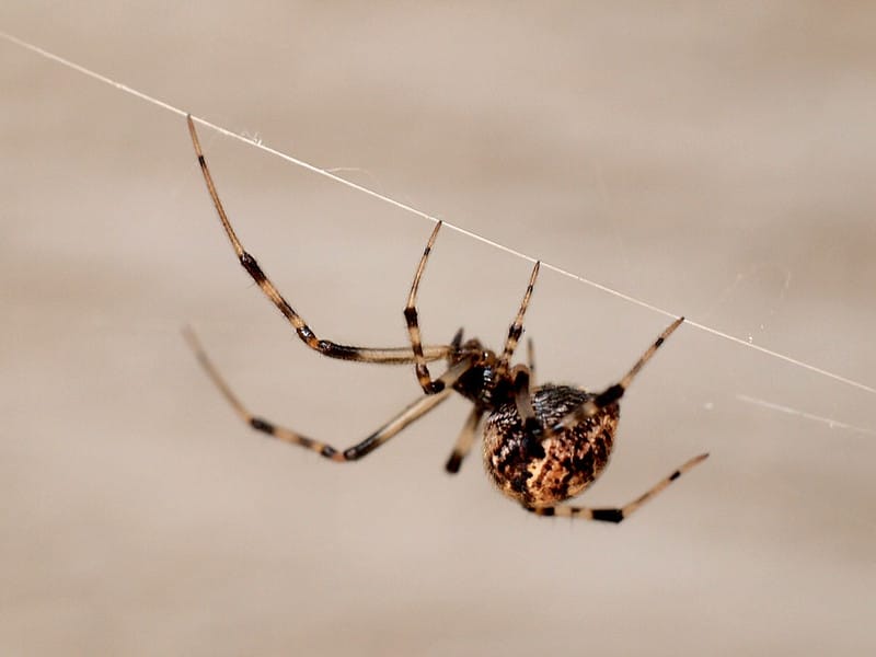 How long do House Spiders live? photo